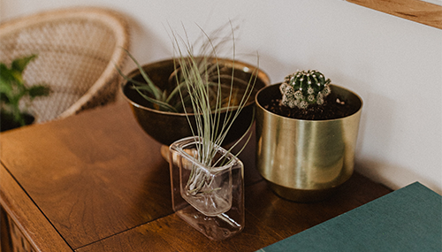 様々な観葉植物